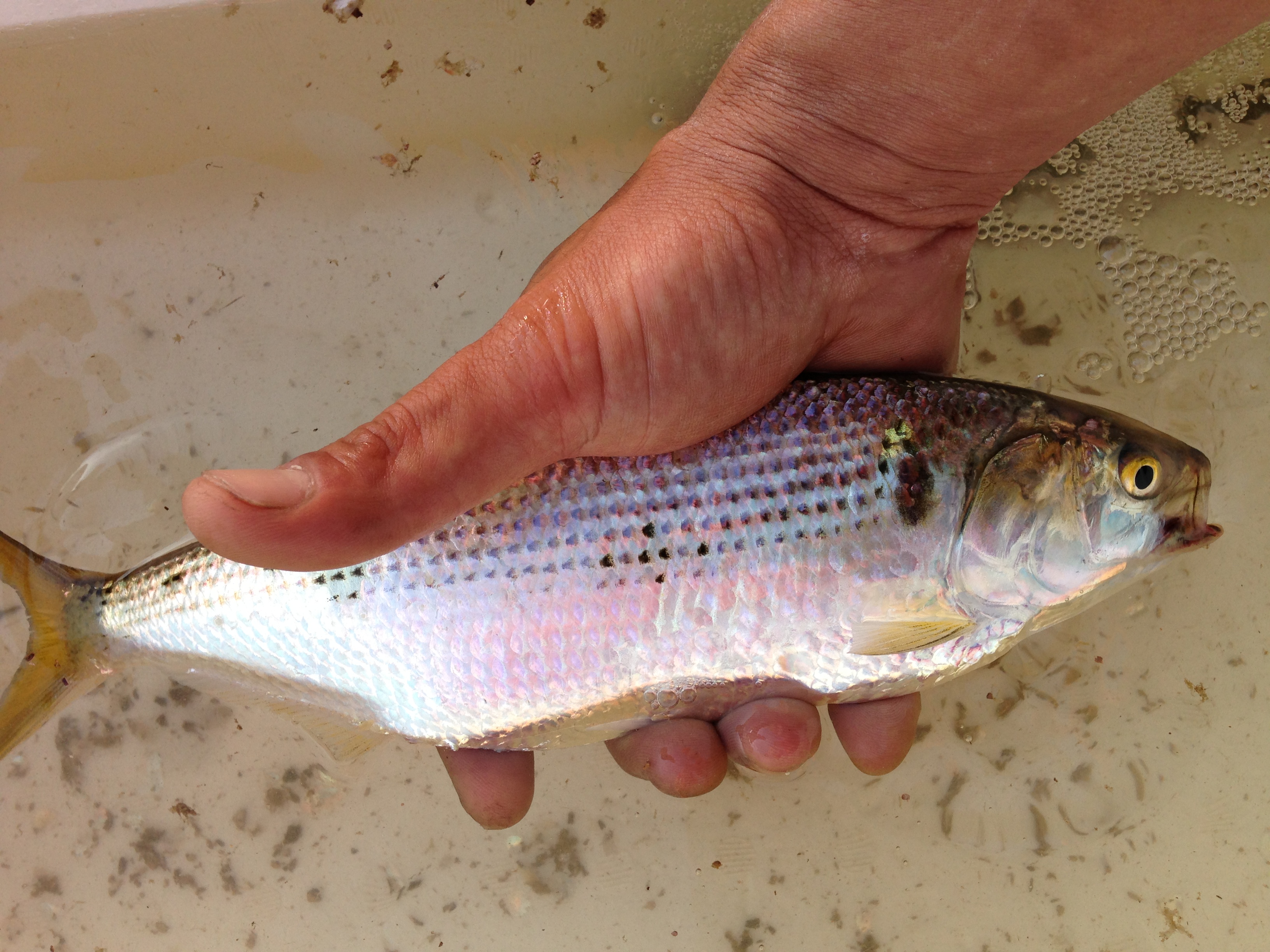 √1000以上 サビキで釣れる魚 写真 324596サビキで釣れる魚 写真 saikonomuryofor